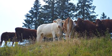 cows on the hiking paths at Kasberg | © Almtal-Bergbahnen