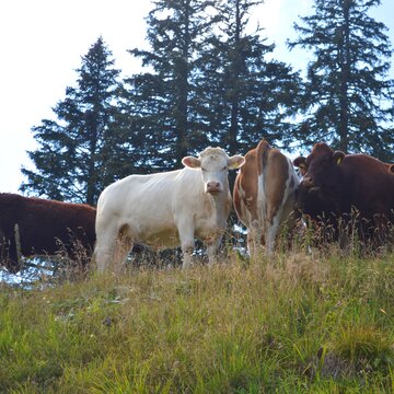 Grasende Kühe auf den Wanderpfaden am Kasberg.  | © Almtal-Bergbahnen