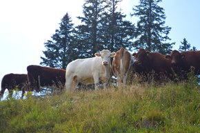 cows on the hiking paths at Kasberg | © Almtal-Bergbahnen