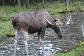 Elk in wildlife park Grünau am Kasberg