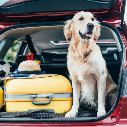 Urlaub mit Hund | © Shutterstock