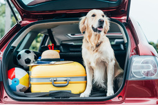 Urlaub mit Hund | © Shutterstock