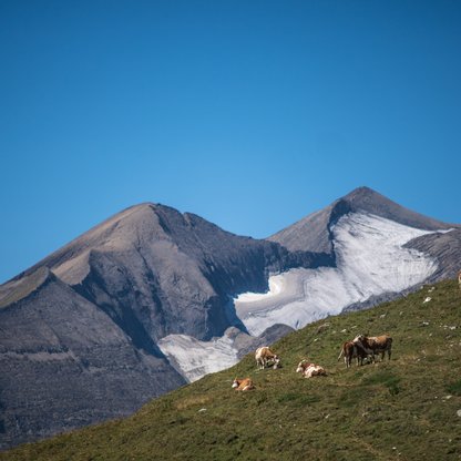 cows on the pasture at Grossglockner in summer