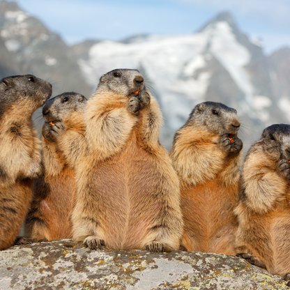 Marmots on the mountain pasture in the Glockner region. 