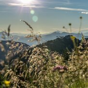 Saftige Blumenwiesen und wunderschöne Panoramablicke in den Bergen der Region Hochkar.  | © Ludwig Fahrnberger