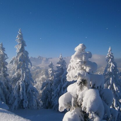 Die traumhafte Winterlandschaft im Skigebiet Hochkössen.